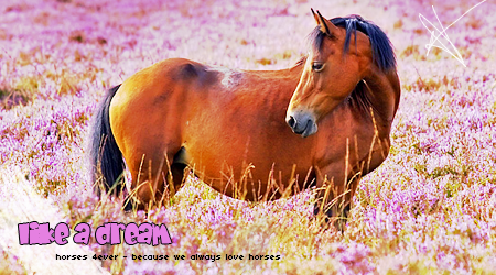 ------all about the horses-----